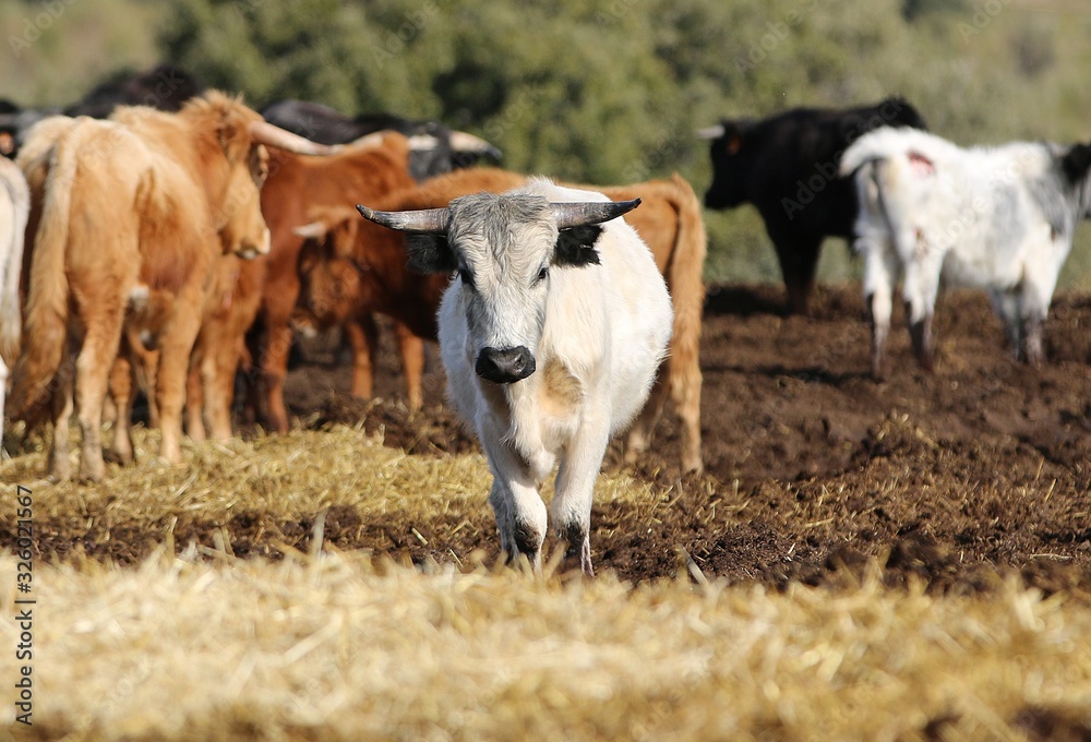 calf bull in the wild calf bull in the wild