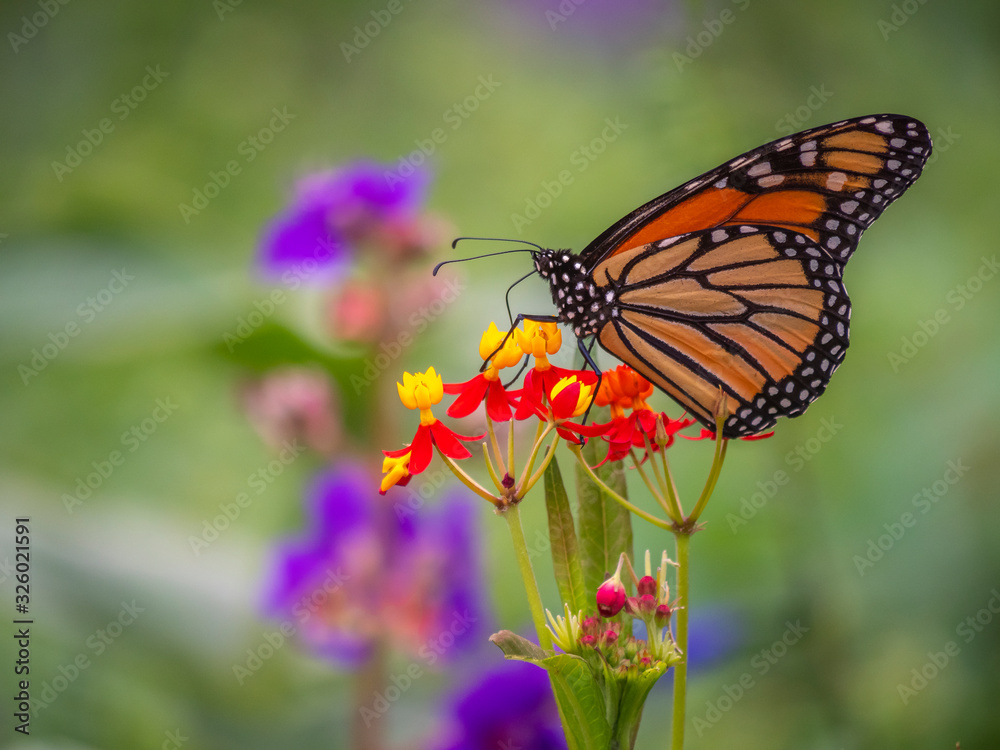 Fototapeta premium Monarch butterfly,Danaus plexippus