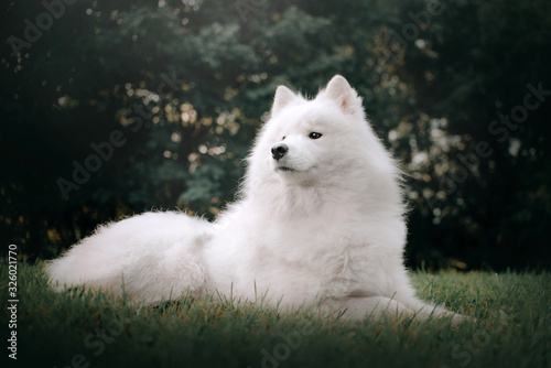 Tableau sur toile samoyed dog lying down in grass outdoors