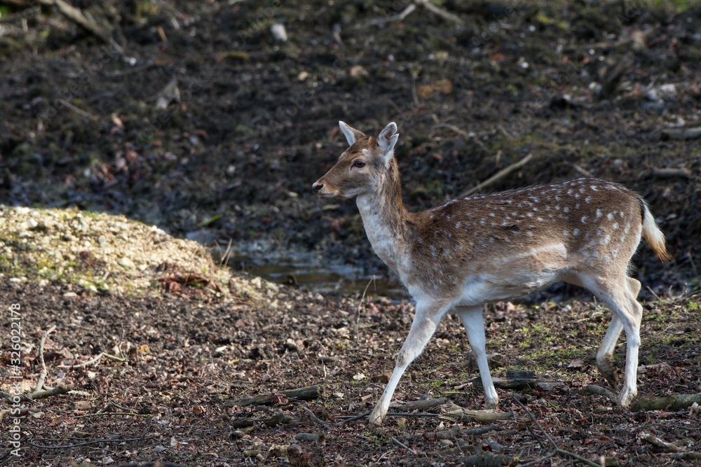 Fallow deer (Dama Dama) in natural environment, Carpathian forest, Slovakia, Europe Fallow deer (Dama Dama) in natural environment, Carpathian forest, Slovakia, Europe