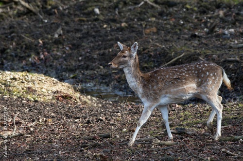 Fototapeta Naklejka Na Ścianę i Meble -  Fallow deer (Dama Dama) in natural environment, Carpathian forest, Slovakia, Europe