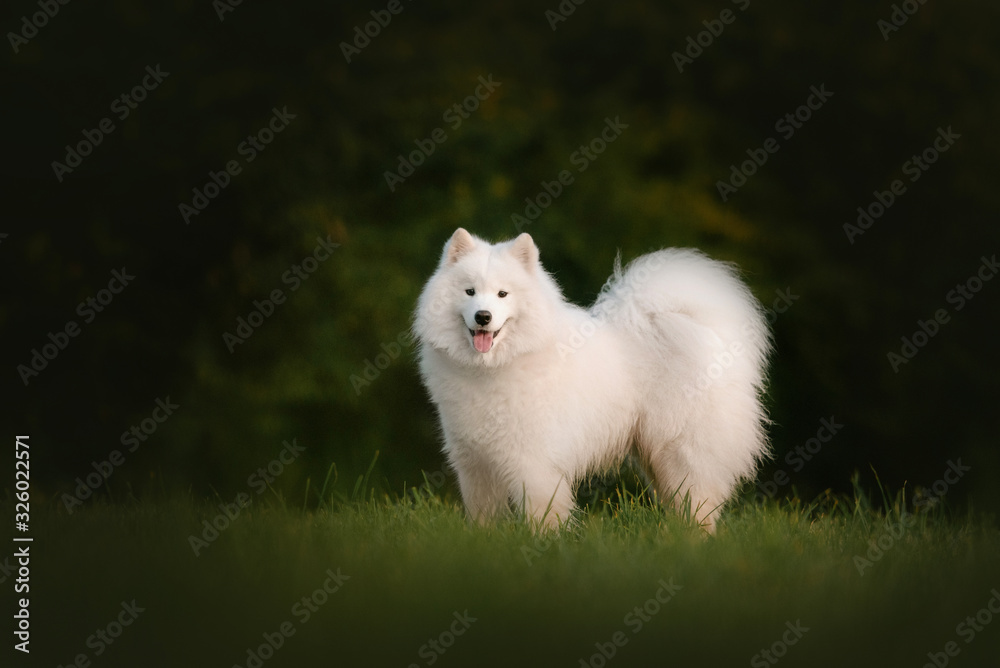 happy samoyed dog standing outdoors in summer