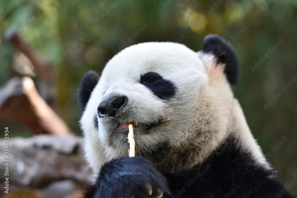 Fototapeta premium Close-up of Giant Panda in China