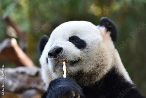 Fototapeta Naklejka Na Ścianę i Meble -  Close-up of Giant Panda in China