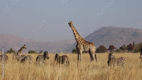 A wary South African giraffe (Giraffa camelopardalis giraffa) cow, with her young calf, accompanied by a herd of zebras, during the late morning, in the South African bushveld.