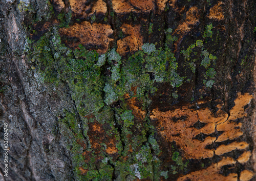 Tree bark with green moss background. Nature texture.