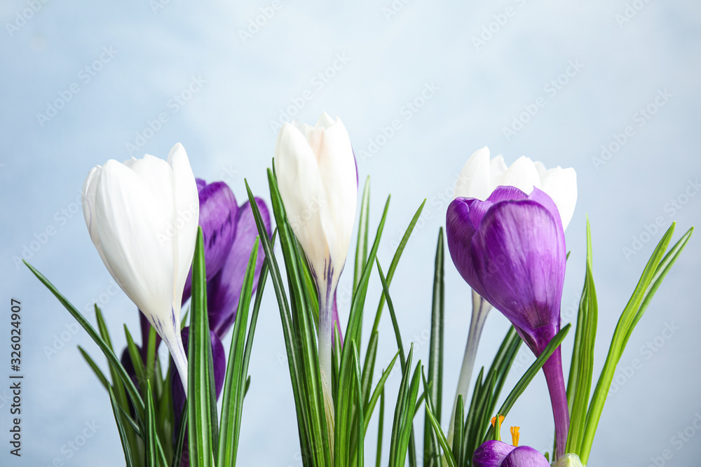 Beautiful crocus flowers on light blue background. Springtime