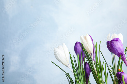 Beautiful crocus flowers on light blue background, space for text. Springtime © New Africa