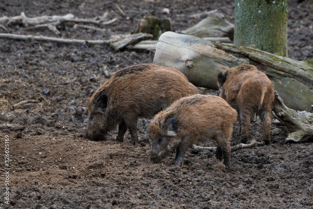 Herd of wild boar feeding in Danube forest, Slovakia, Europe Herd of wild boar feeding in Danube forest, Slovakia, Europe