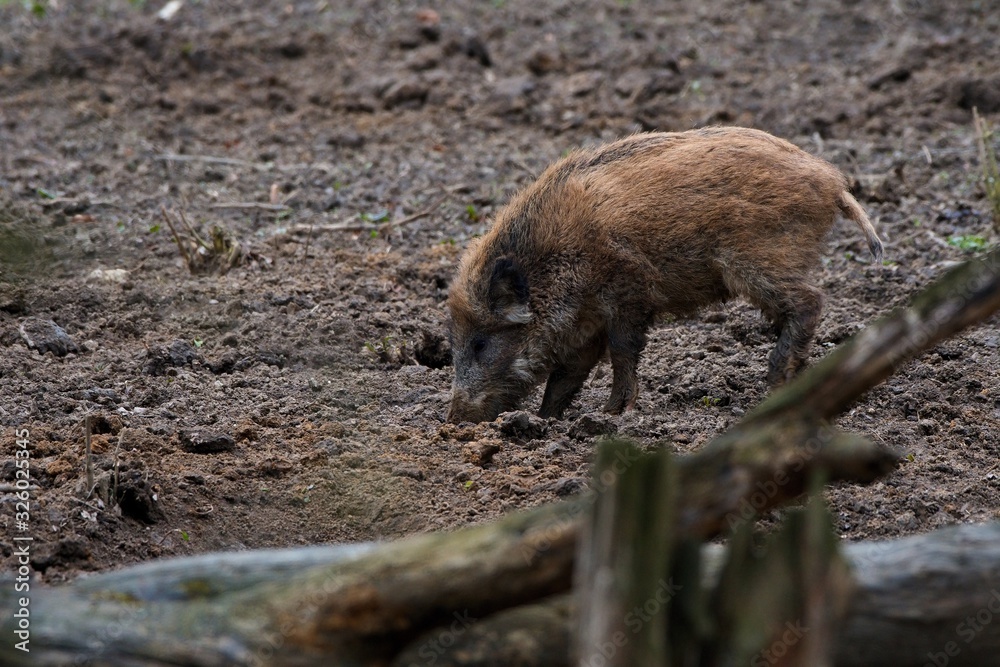 Herd of wild boar feeding in Danube forest, Slovakia, Europe Herd of wild boar feeding in Danube forest, Slovakia, Europe