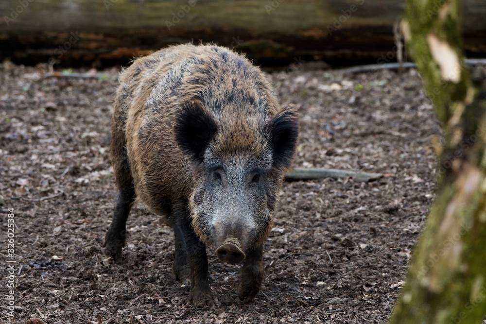 Herd of wild boar feeding in Danube forest, Slovakia, Europe Herd of wild boar feeding in Danube forest, Slovakia, Europe