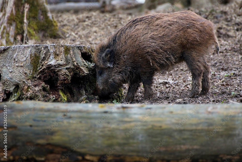 Herd of wild boar feeding in Danube forest, Slovakia, Europe Herd of wild boar feeding in Danube forest, Slovakia, Europe