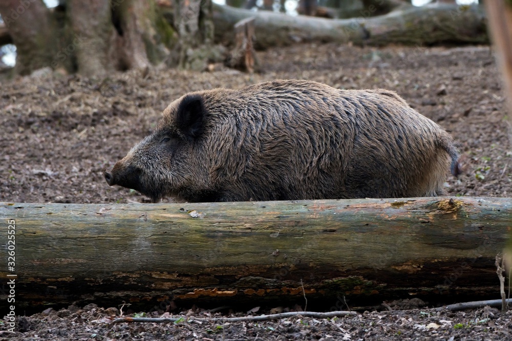 Herd of wild boar feeding in Danube forest, Slovakia, Europe Herd of wild boar feeding in Danube forest, Slovakia, Europe