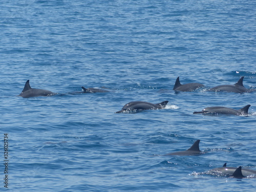 dolphins - Maldive Islands