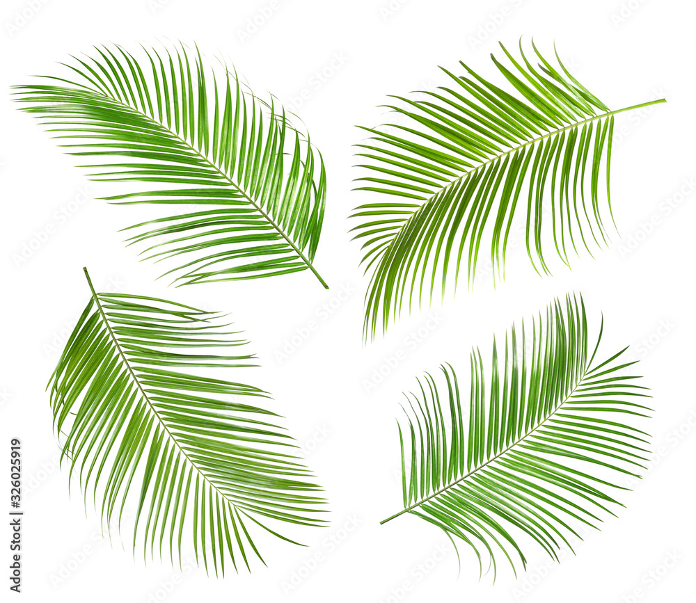 Set of tropical leaves on white background
