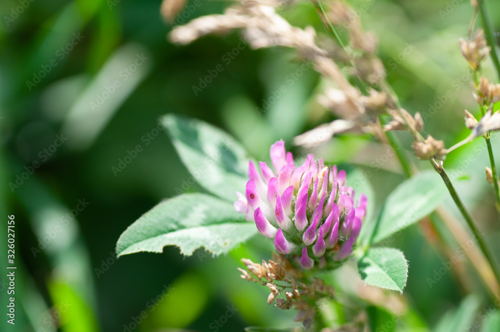 Pink clover flower blossomed in the meadow, Russia Pink clover flower blossomed in the meadow, Russia