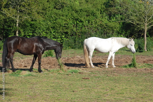 Horses in a meadow in Brittany