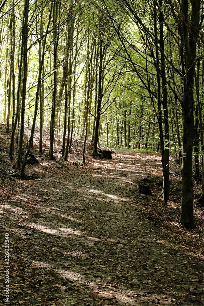 Curved foliage covered road in woods Curved foliage covered road in woods