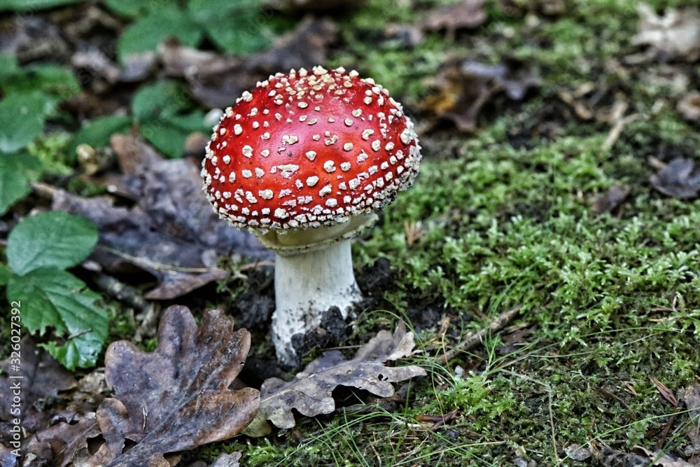 Small rounded toadstool in moss and leats Small rounded toadstool in moss and leats