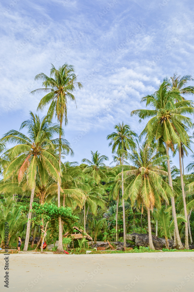 palm trees on the beach on blue sky palm trees on the beach on blue sky