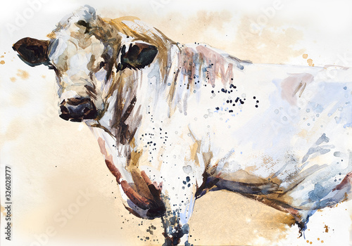Bull. animal illustration. Watercolor hand drawn series of cattle. British White breeds. © Елена Фаенкова