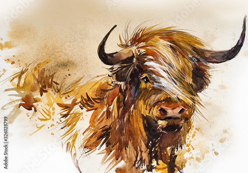 bull-animal-illustration-watercolor-hand-drawn-series-of-cattle-scotish-highland-breeds