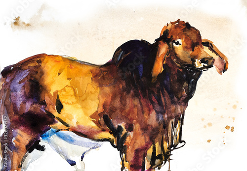 Canvastavla Red Brahman Bull