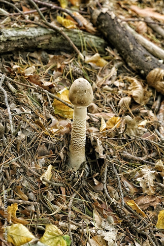 white tall phallic shaped mushroom in the hillside