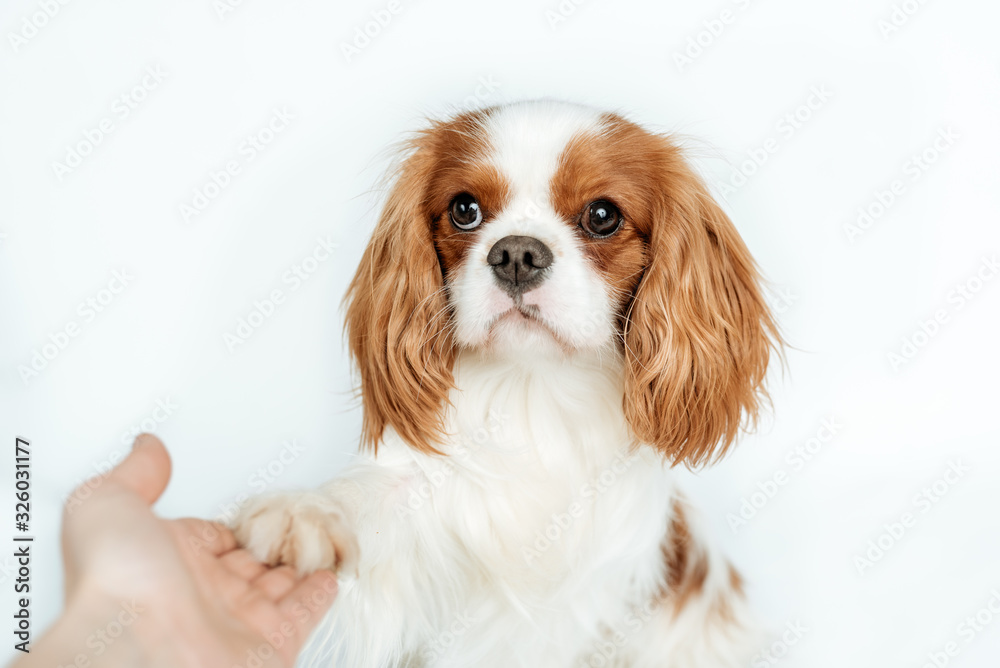 Kavalier King Charles Spaniel - blenheim