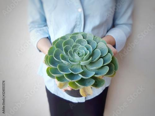 succulent plant bouquet in hands of the woman