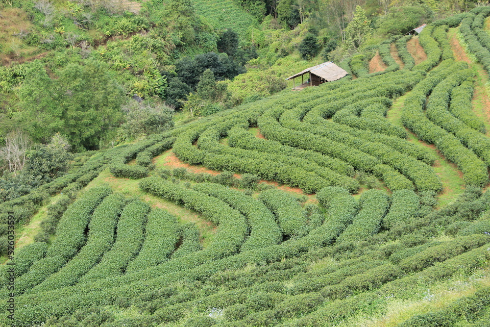 green tea field of rice