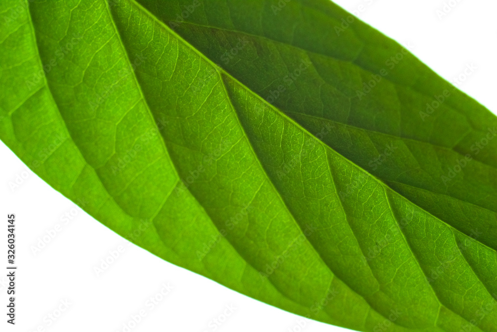 Avocado leaves isolated close up. Macro photography Avocado leaves isolated close up. Macro photography