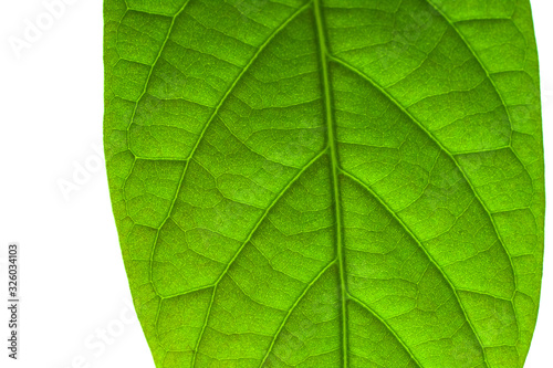Avocado leaves isolated close up. Macro photography