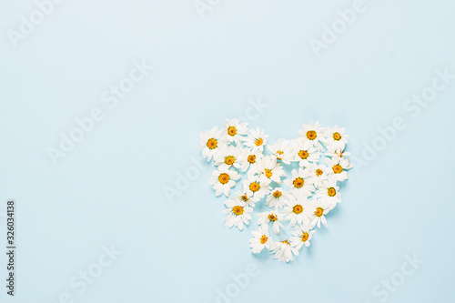 Chamomile or daisy flowers laid out in the shape of heart on a blue background. Health holiday concept