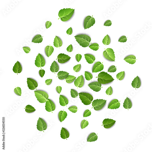 Flying green leaves on white background. Spring leaf pattern on isolated backdrop. Fall fresh leaves plant. Vector illustration