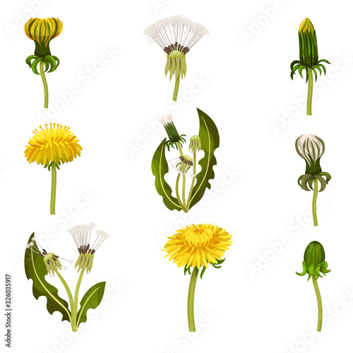 Different Dandelion Plants with Stem and Leaves Vector Set