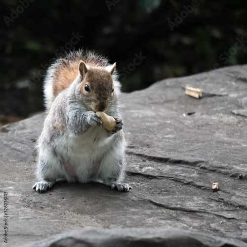 Grey Squirrel (Sciurus carolinensis) clutching a peanut shell photo