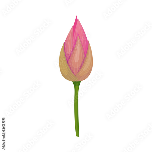 Closed Bud of Lotus Flower with Pink Petals Isolated on White Background Vector Illustration