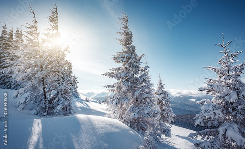 Fantastic winter forest landscape in the sunset. Icy snowy fir trees glowin in sunlight. winter holiday concept. travel day. wonderland in winter.