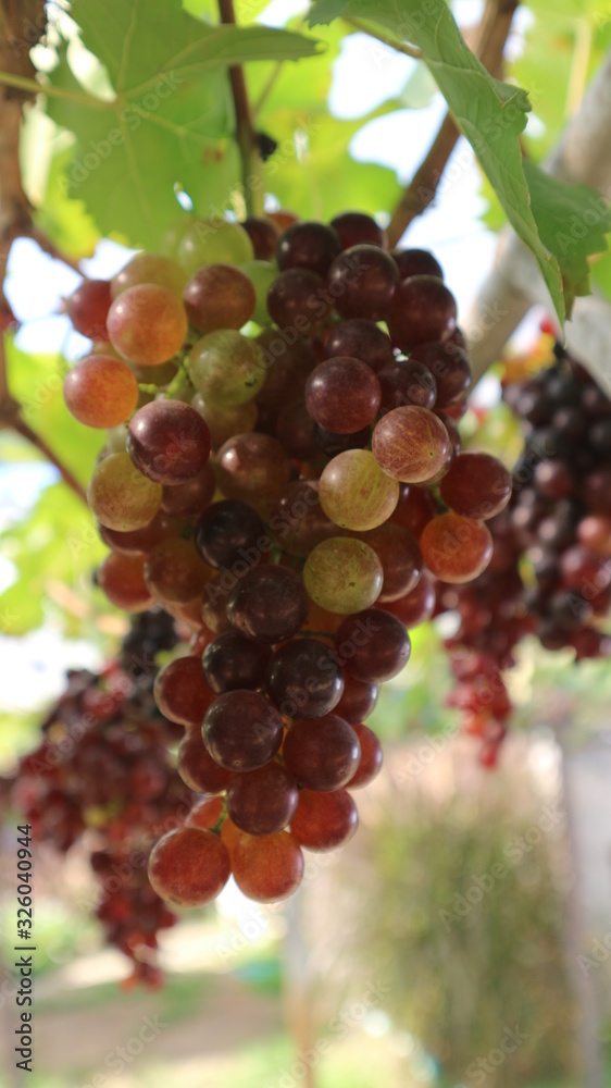 Fototapeta premium The grapes from the garden 