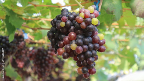 The grapes from the garden 