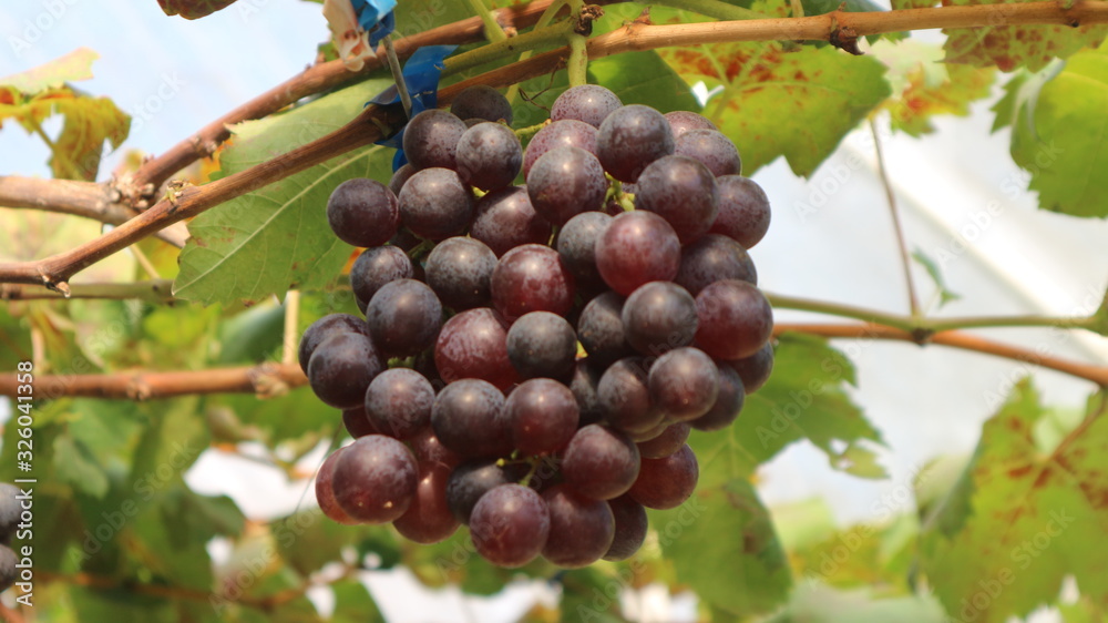 The grapes from the garden The grapes from the garden