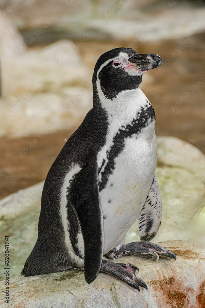 Naklejka premium Humboldt penguin (Spheniscus humboldti) standing on a rock