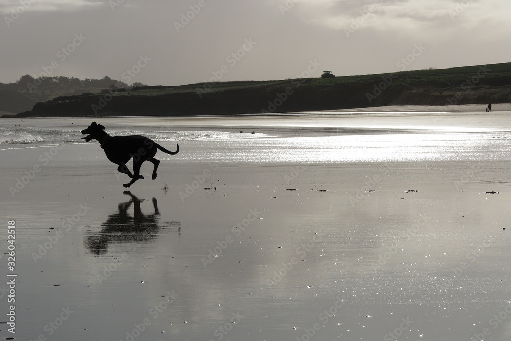 dogs on the beach padstow cornwall dogs on the beach padstow cornwall
