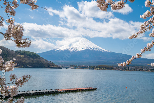 Mount Fuji with cherry blossom at Lake kawaguchiko in japan spring season