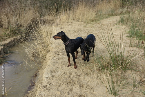 Fototapeta Naklejka Na Ścianę i Meble -  dogs on the beach padstow cornwall