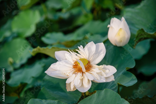 White lotus in the lake in Hue city  Vietnam