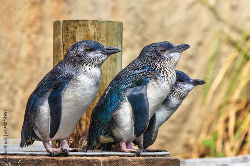 A group of little blue (or fairy) penguins, the world's smallest penguin, native to Australia and New Zealand photo