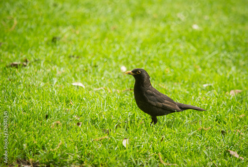 A beautiful blackbird in the spring, getting ready for nesting season. Wild birds in a spring scenery.