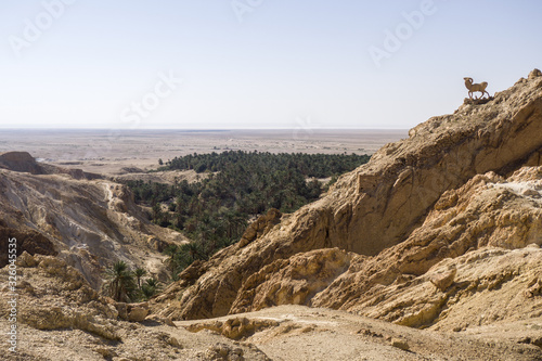 Tunisia, Chebika - view on Oasis and green palm inside rocks